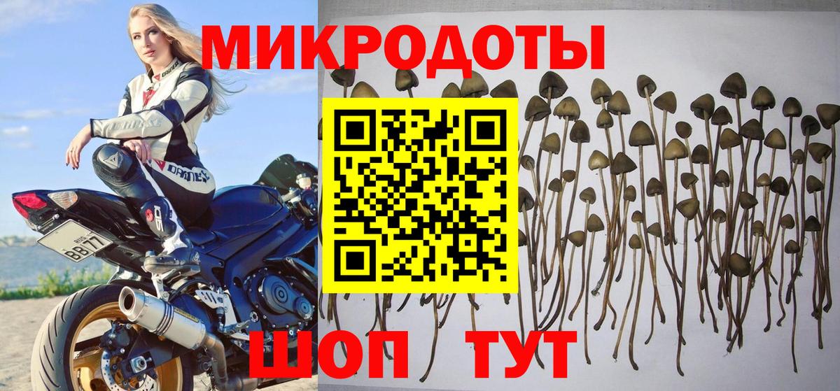 Галлюциногенные грибы Psilocybine cubensis  Вход с VPN  Псилоцибиновые грибы прущие грибы  Ступино 